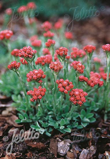 ANTENNARIA dioica (Plešivec dvojdomý) Rubra cca 20 semien
